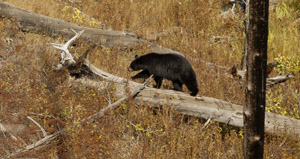 bear